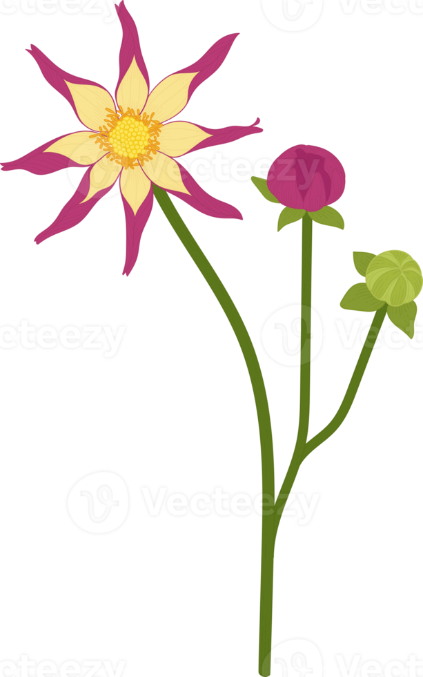 Pink dahlia flower hand drawn illustration. png