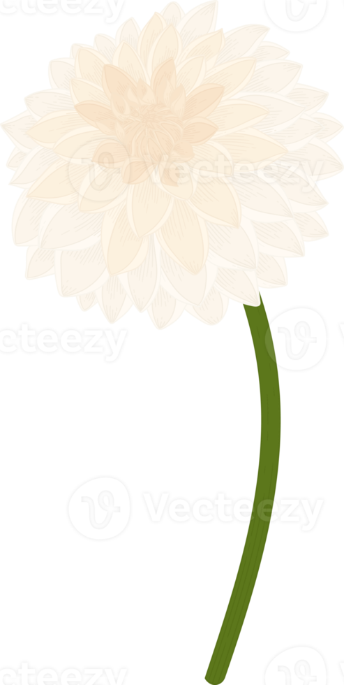 vit dahlia blomma handritad illustration. png