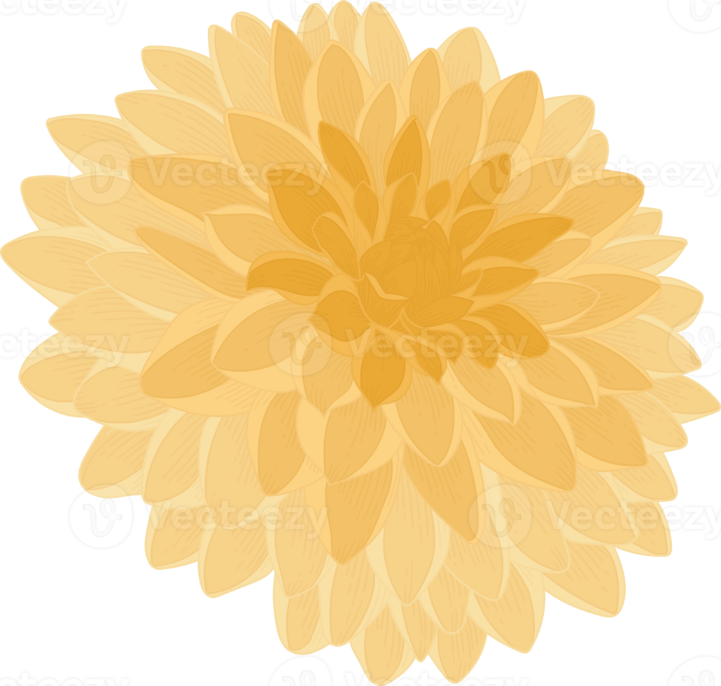 gele dahlia bloem hand getekende illustratie. png