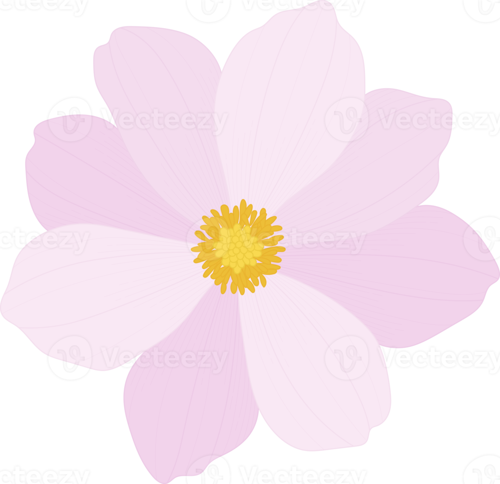 Pink cosmos flower hand drawn illustration. png