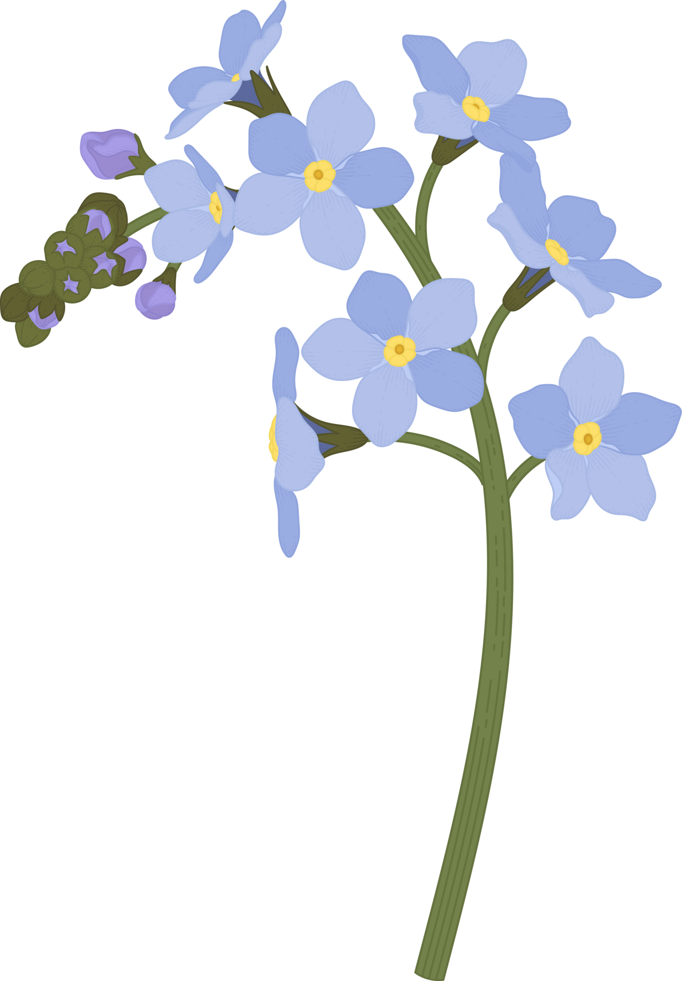 Blue me not flower hand drawn illustration. 10172711 PNG