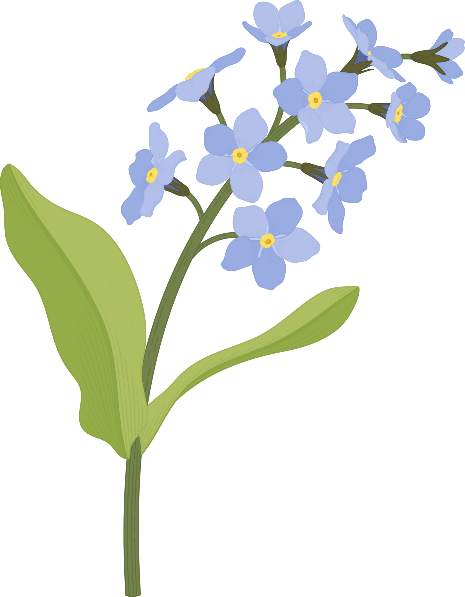 Free Blue me not flower hand drawn illustration. 10172716 PNG