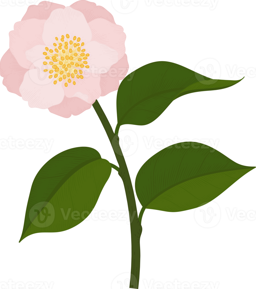 rosa camellia blomma handritad illustration. png