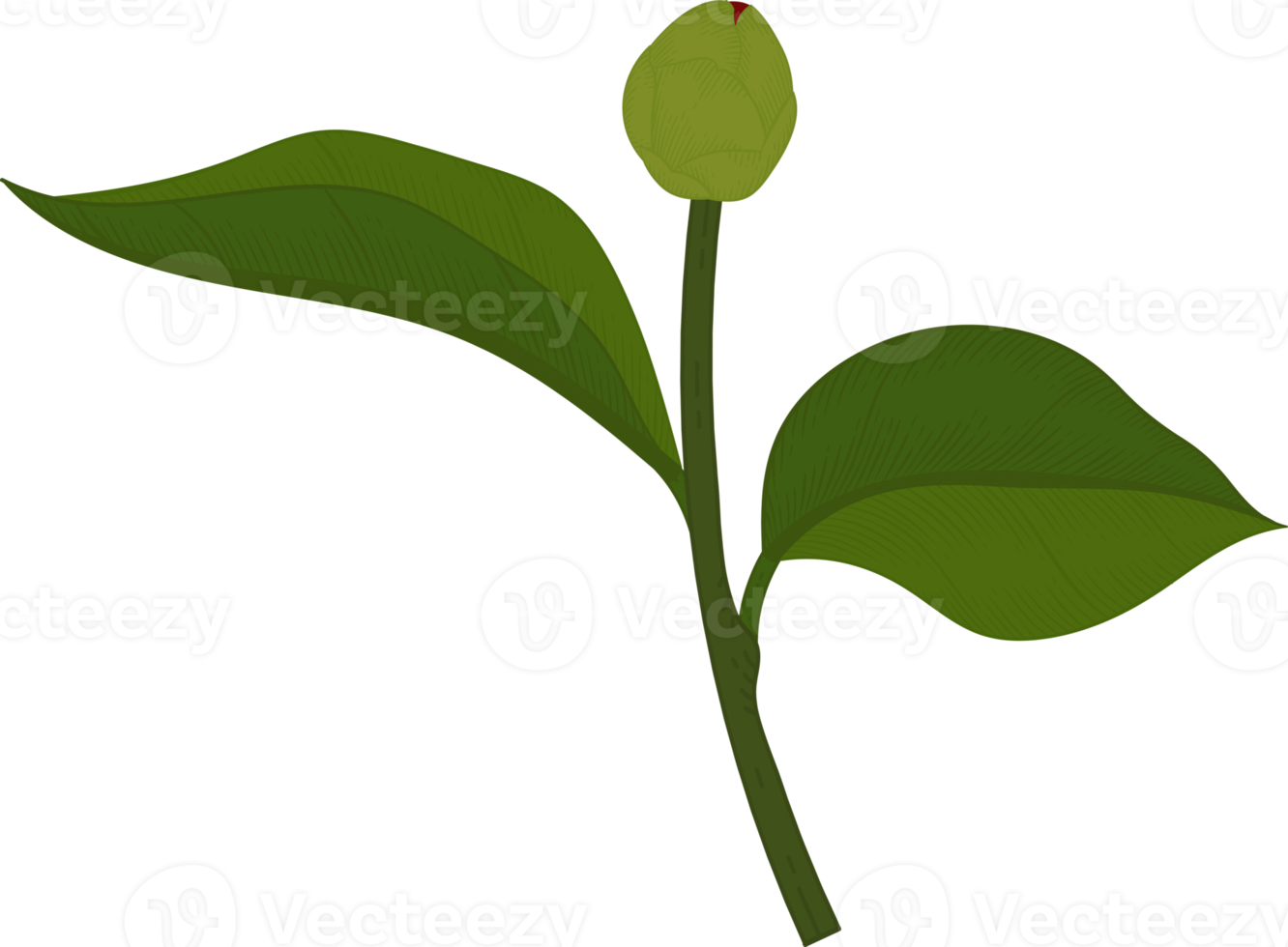 röd camellia blomma handritad illustration. png