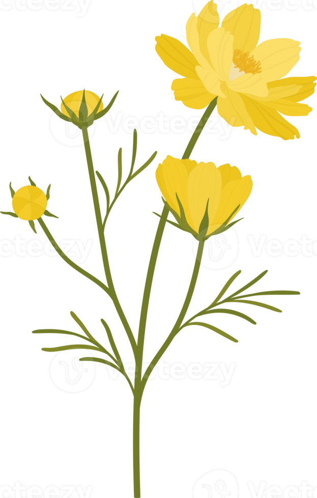 Yellow cosmos flower hand drawn illustration. png