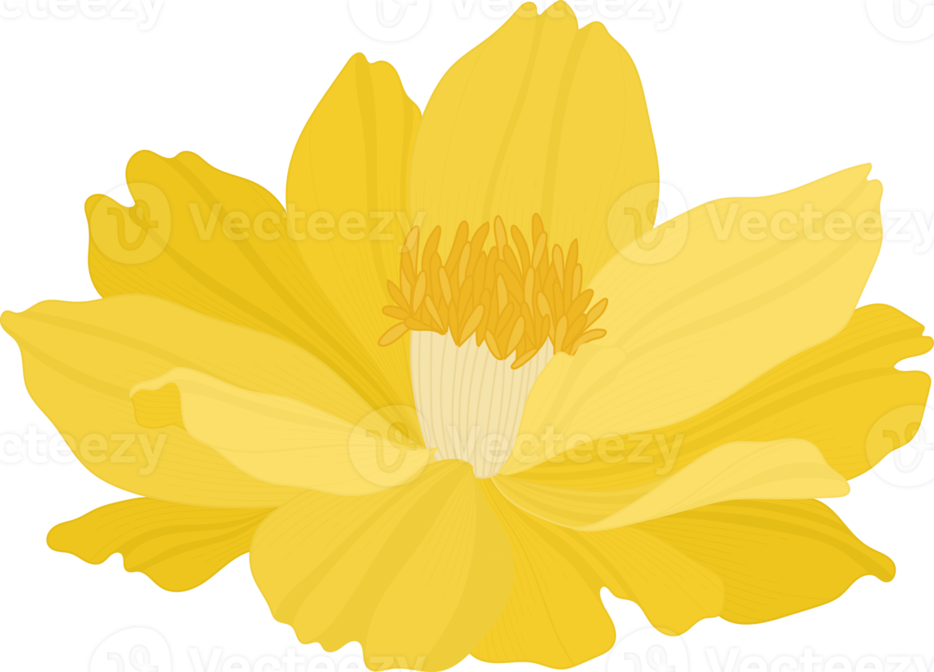 ilustração desenhada à mão da flor do cosmos amarelo. png