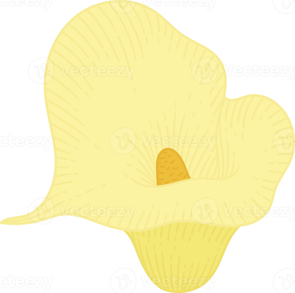 Yellow calla lily flower hand drawn illustration. png