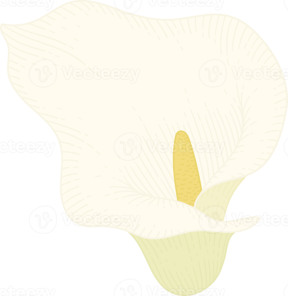 vit calla lilja blomma handritad illustration. png