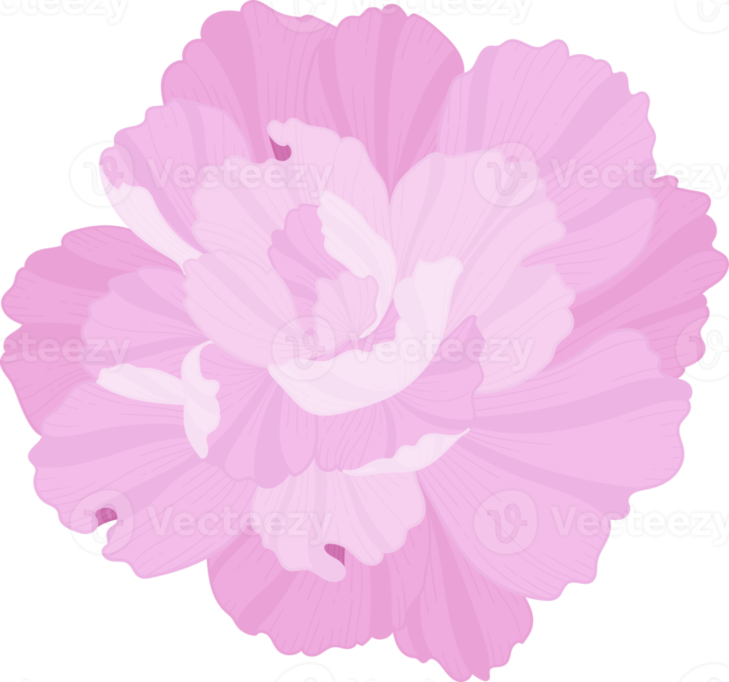 ilustración de dibujado a mano de flor de clavel rosa. png