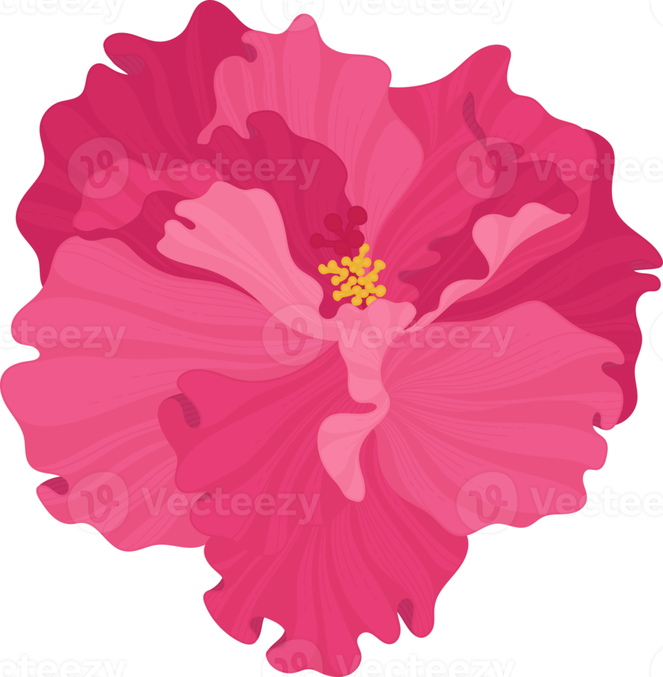 Pink Hibiscus flower hand drawn illustration. png