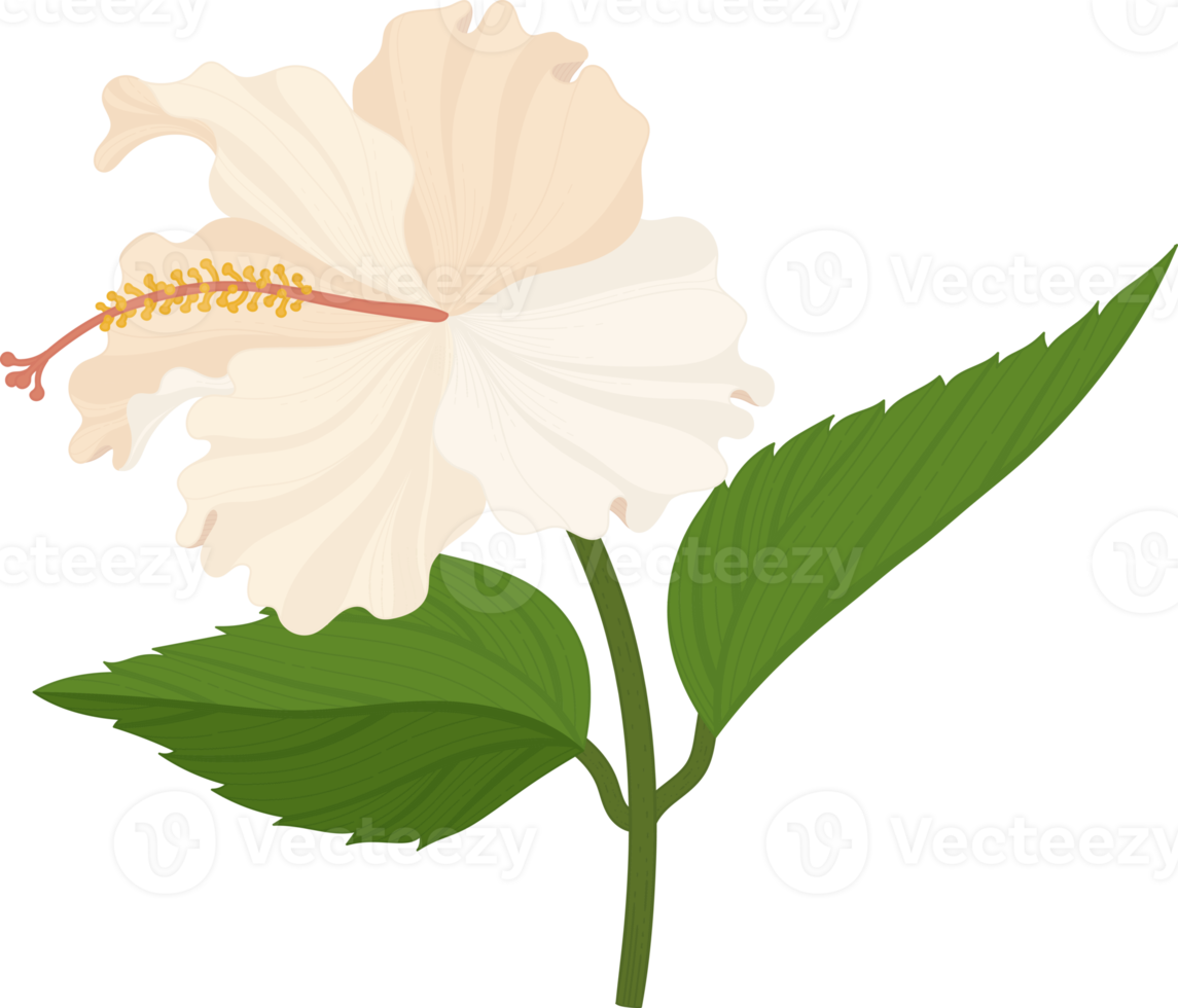 White Hibiscus flower hand drawn illustration. png