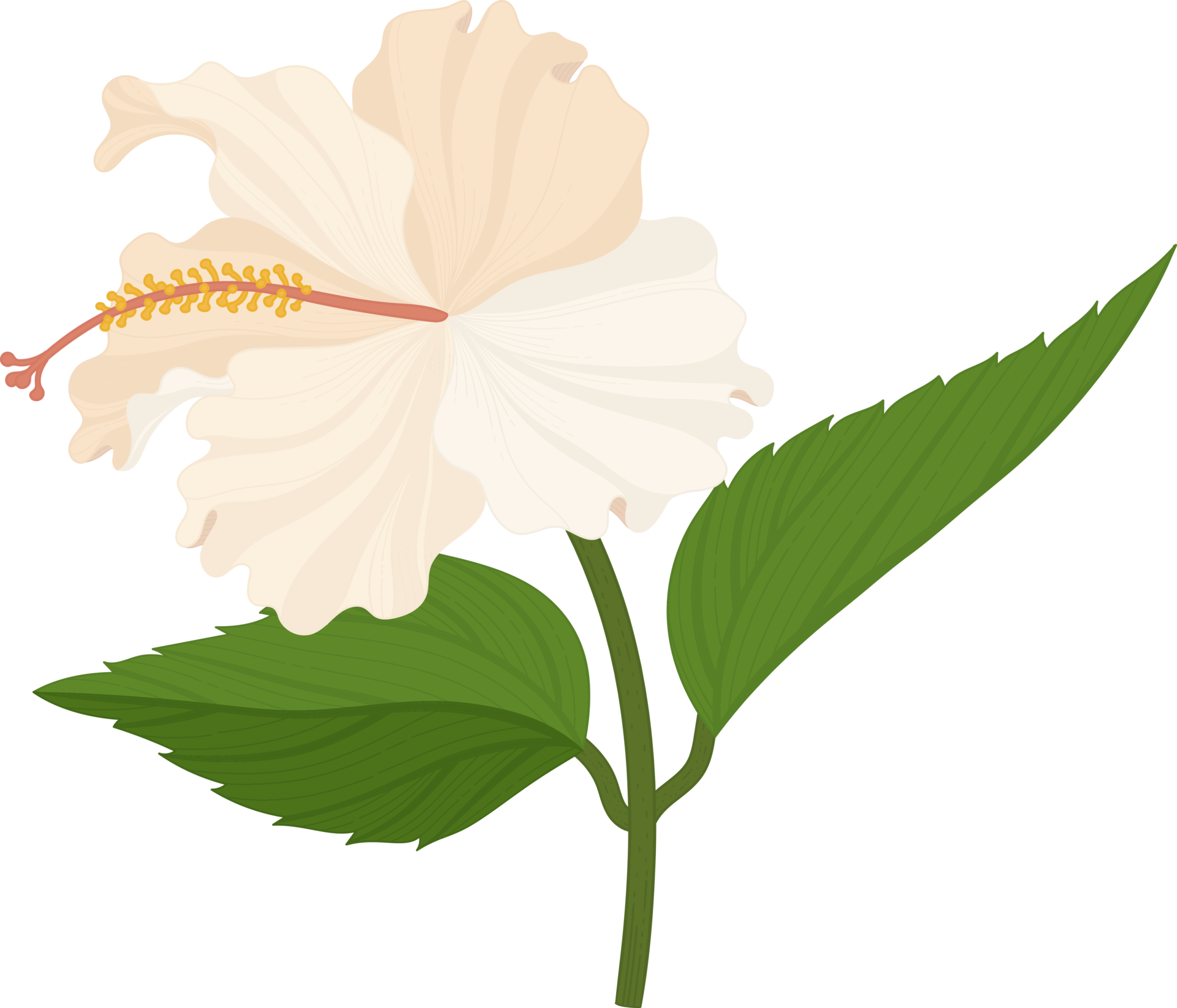 White Hibiscus flower hand drawn illustration. 10172766 PNG