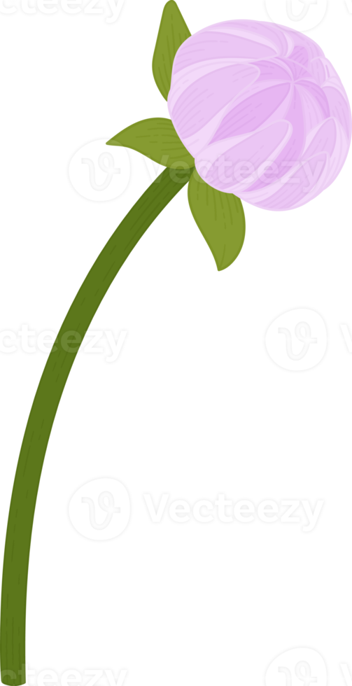 illustration dessinée à la main de fleur de dahlia violet. png