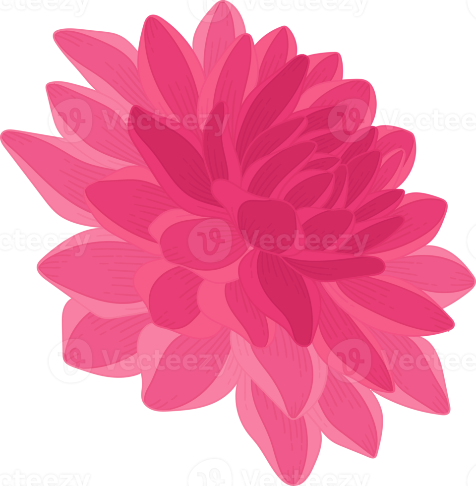 Pink dahlia flower hand drawn illustration. png