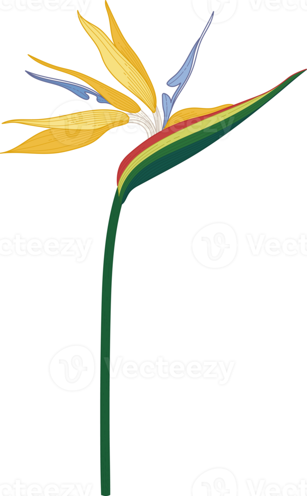 Bird of paradise flower hand drawn illustration. png