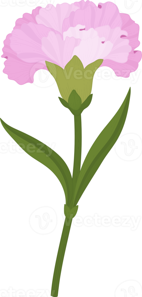 illustration dessinée à la main de fleur d'oeillet rose. png