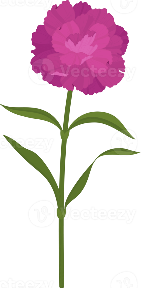 purple carnation flower hand drawn illustration. png