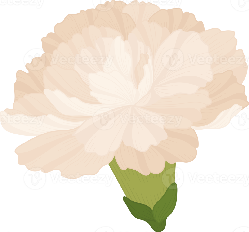 vit nejlika blomma handritad illustration. png