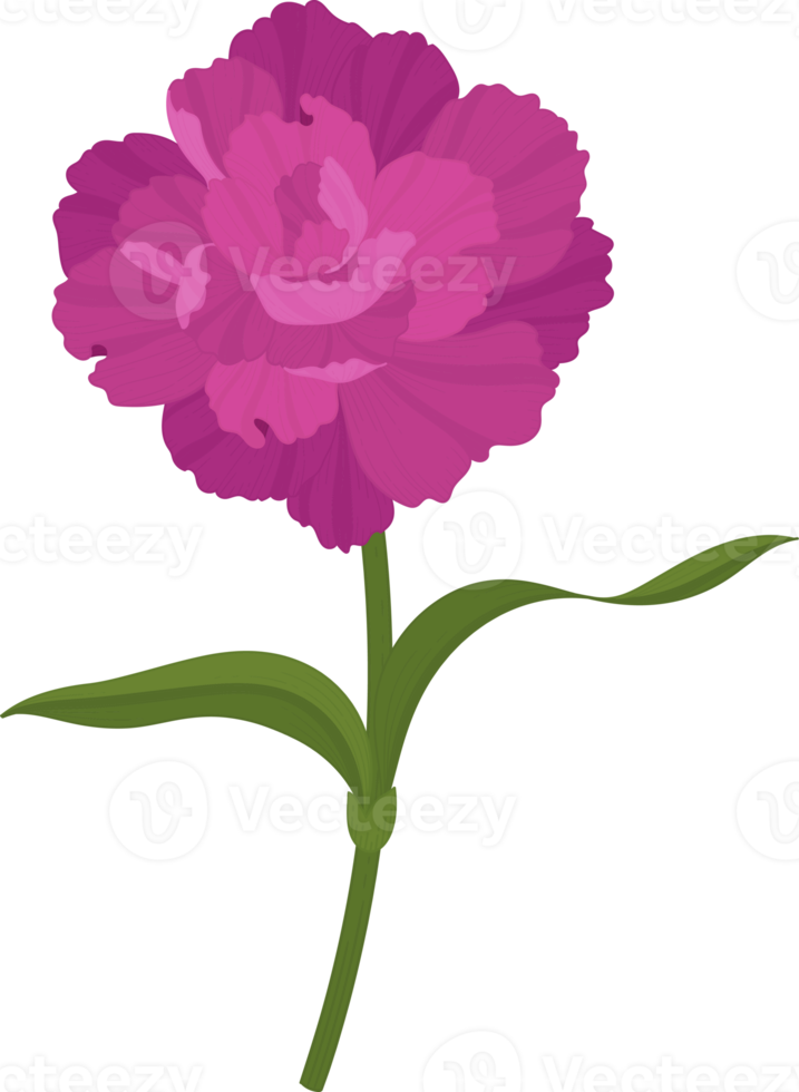 purple carnation flower hand drawn illustration. png