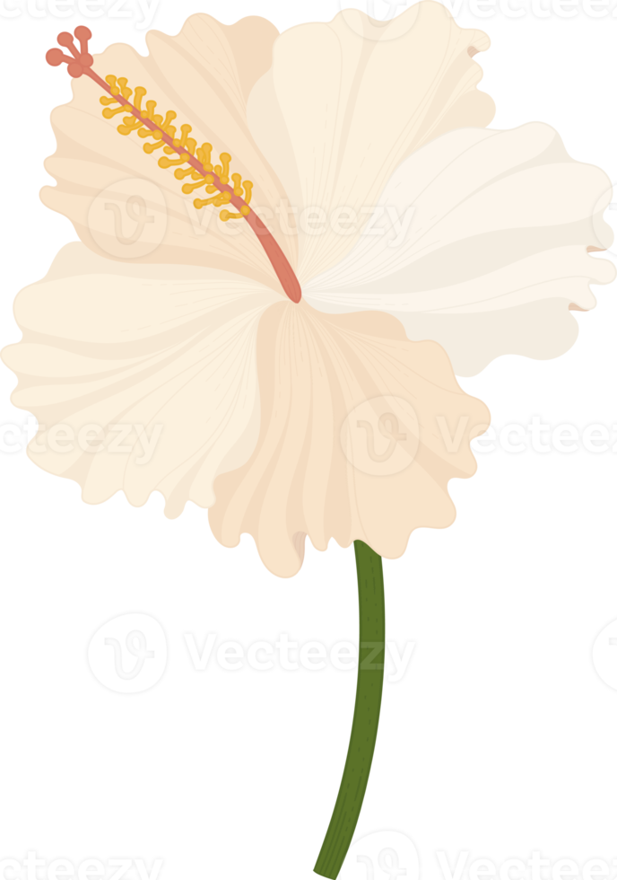 White Hibiscus flower hand drawn illustration. png