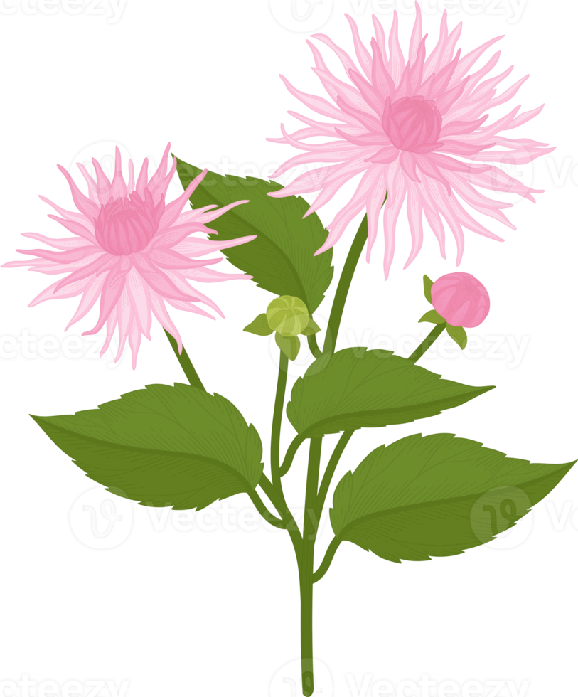 rosa dahlia blomma handritad illustration. png