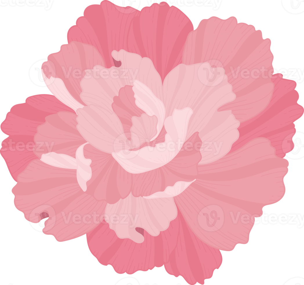 pink carnation flower hand drawn illustration. png