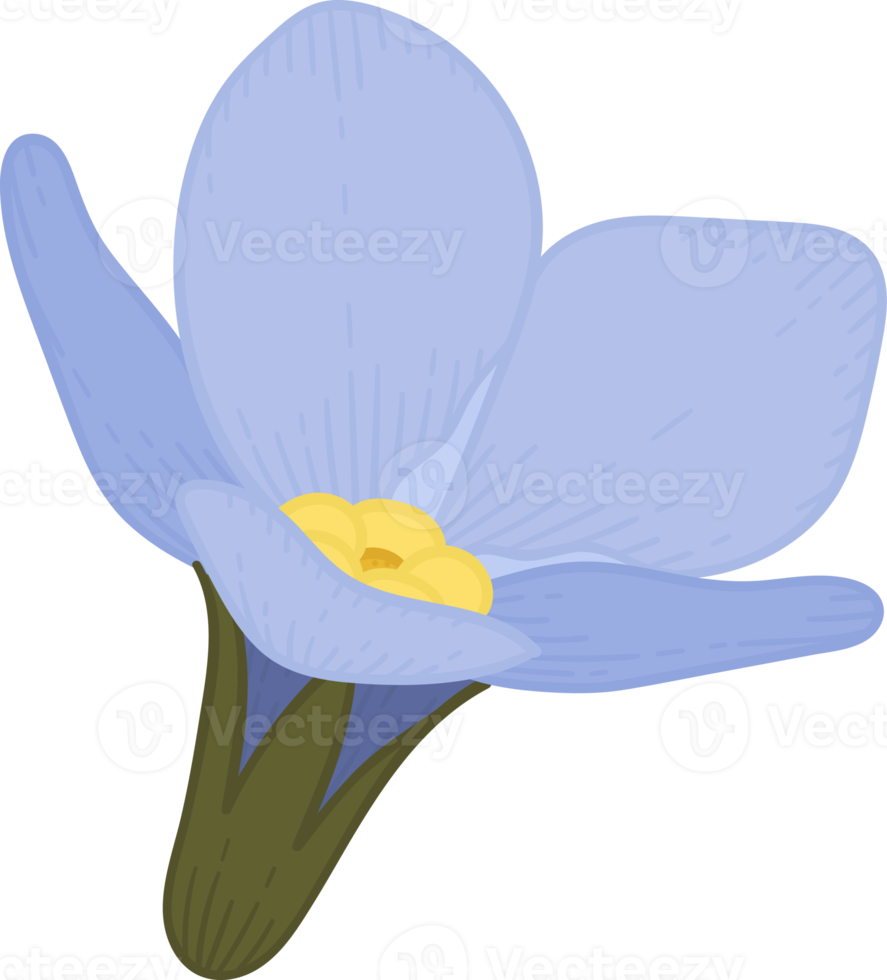 Blue forget me not flower hand drawn illustration. png