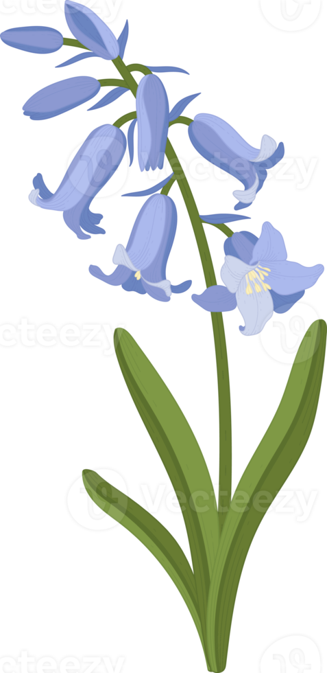 Bluebell flower hand drawn illustration. png