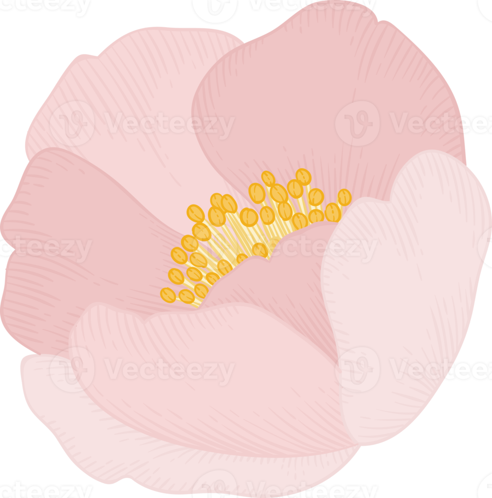 Pink camellia flower hand drawn illustration. png