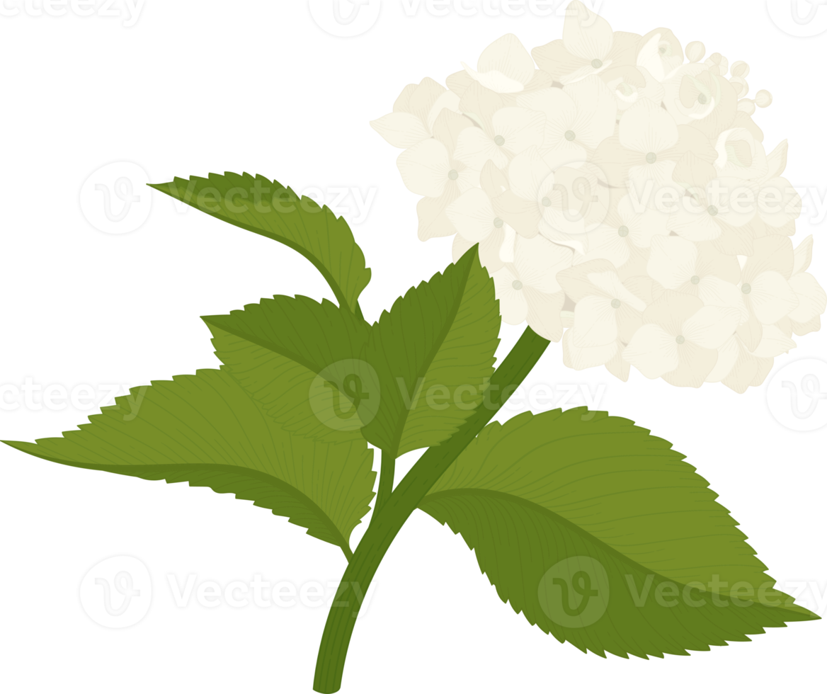 White hydrangea flower illustration. png