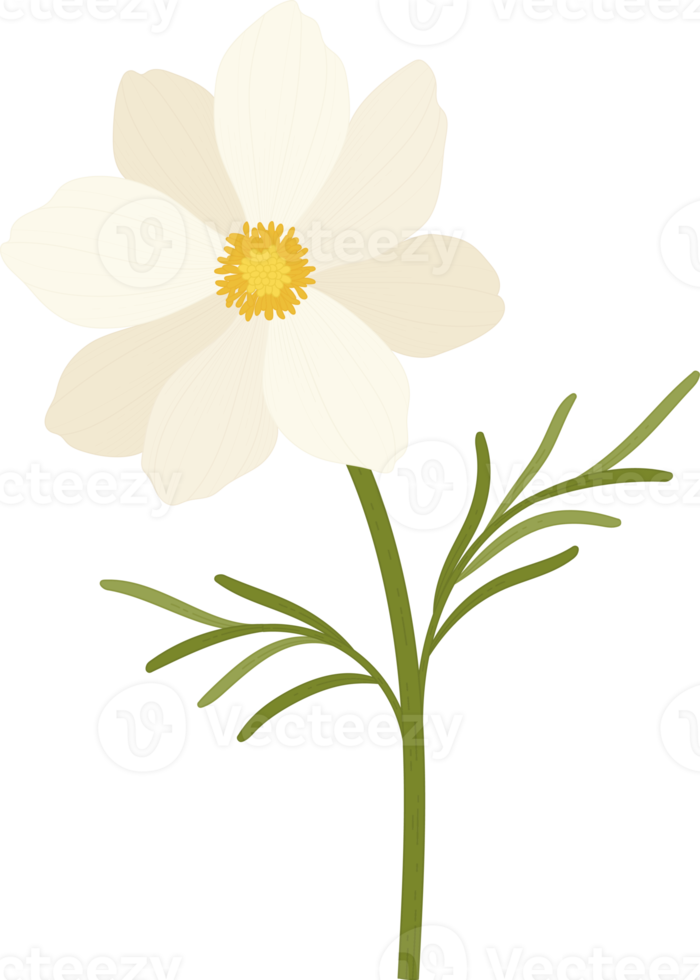 White cosmos flower hand drawn illustration. png