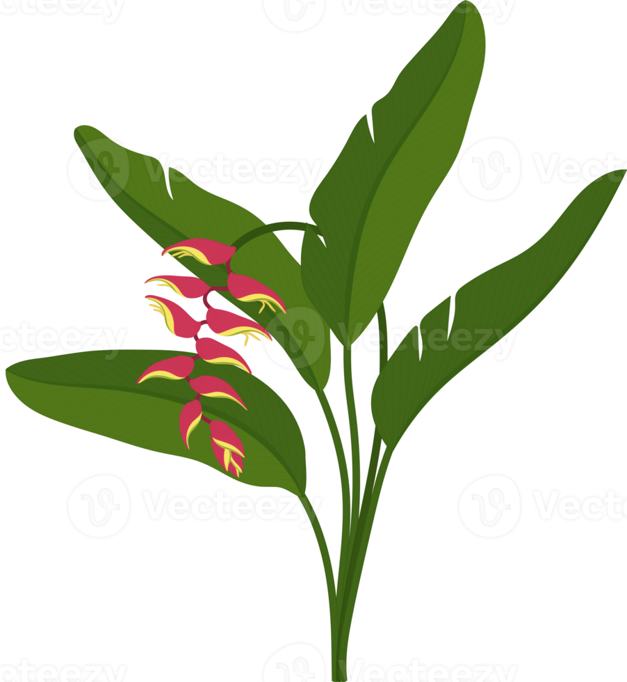 Red Heliconia flower hand drawn illustration. png