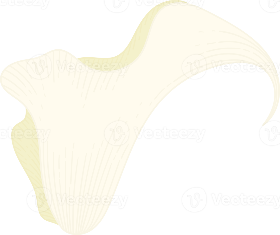 illustrazione disegnata a mano del fiore del giglio di calla bianco. png