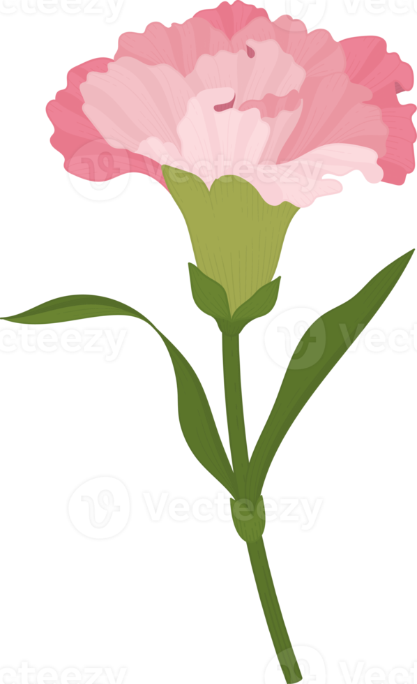 flor de cravo-de-rosa mão desenhada ilustração. png