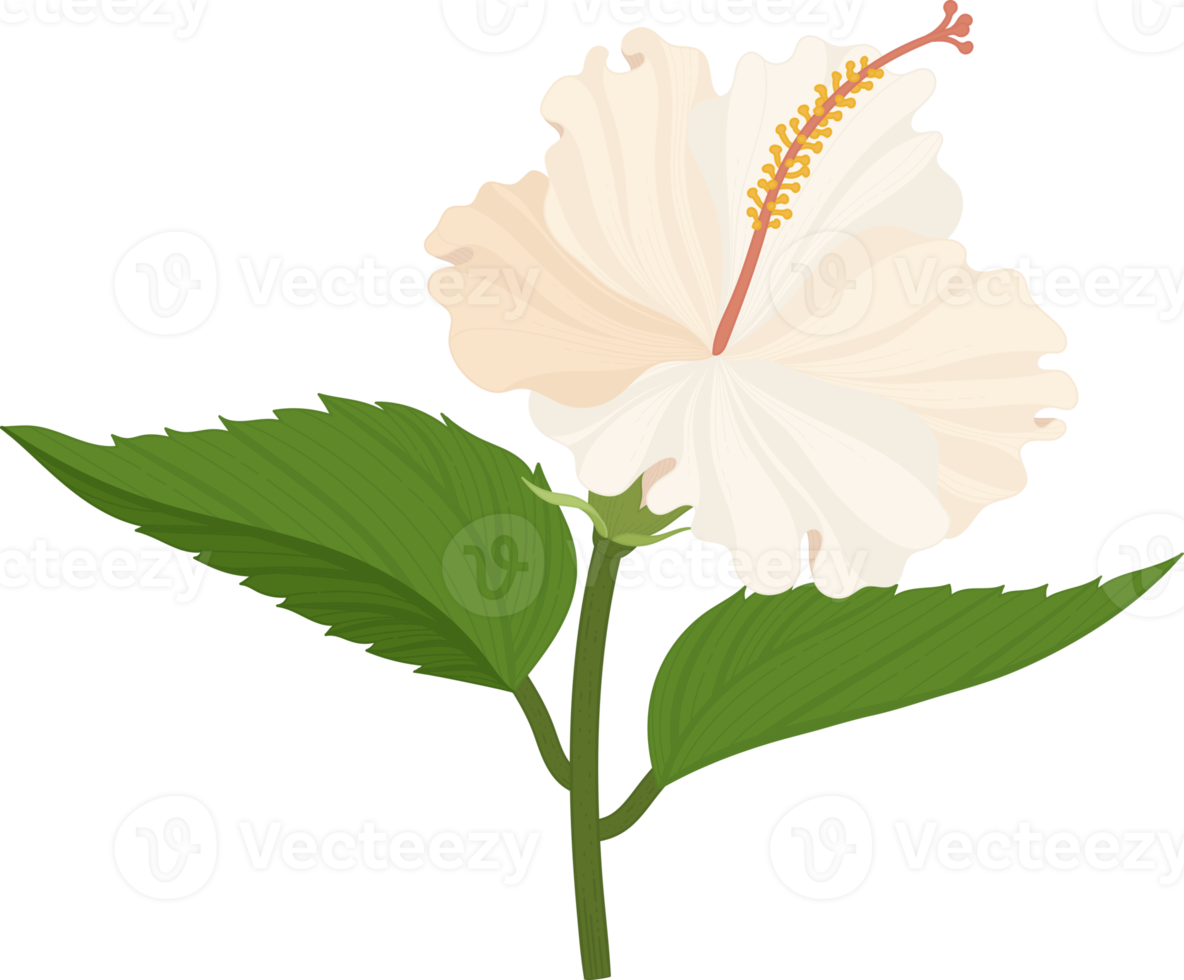 White Hibiscus flower hand drawn illustration. png