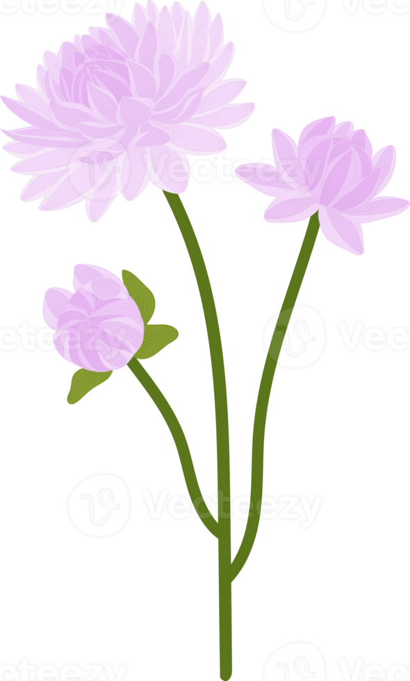 illustrazione disegnata a mano del fiore della dalia viola. png