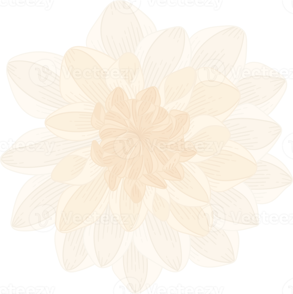 White dahlia flower hand drawn illustration. png