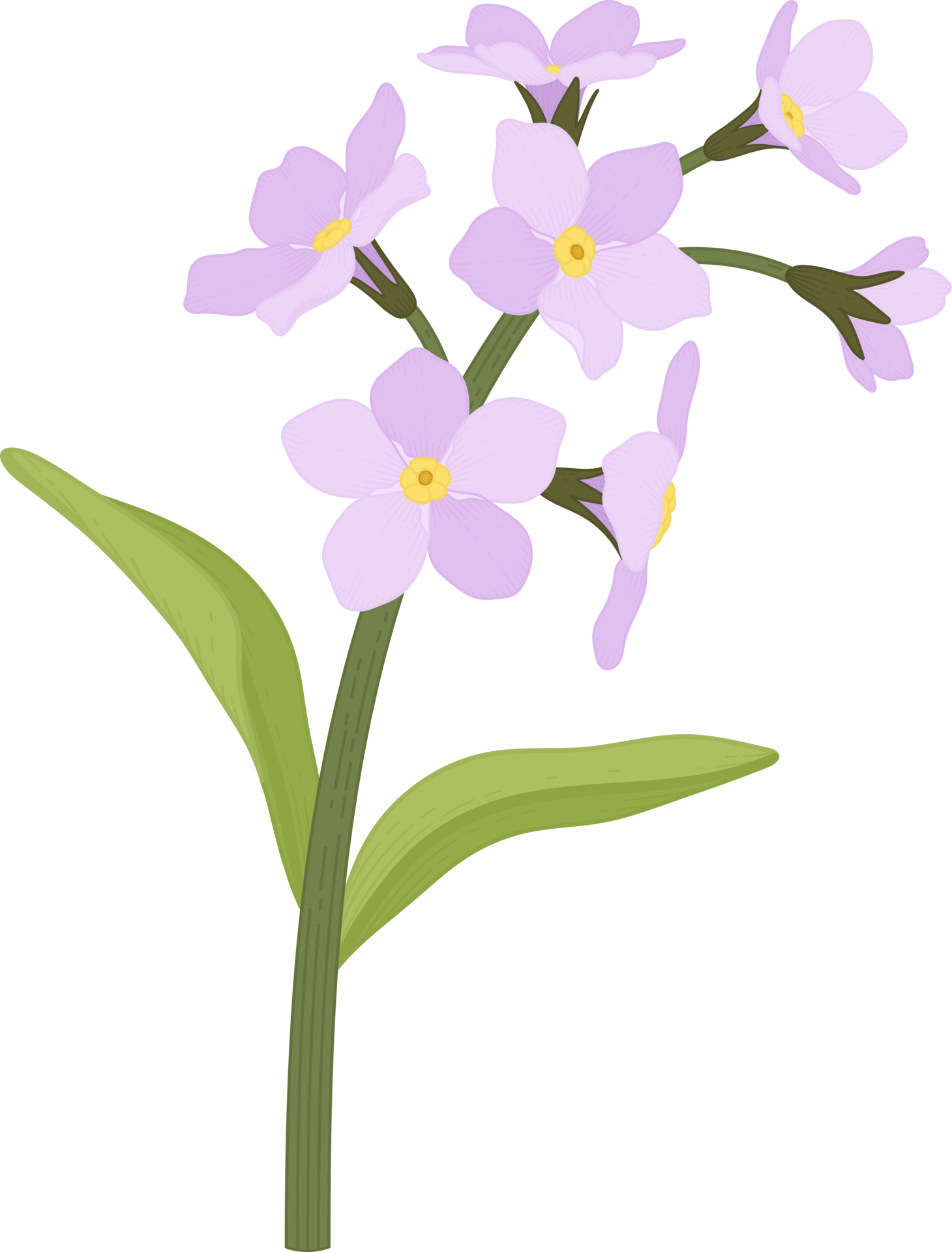 Pink me not flower hand drawn illustration. 10173026 PNG