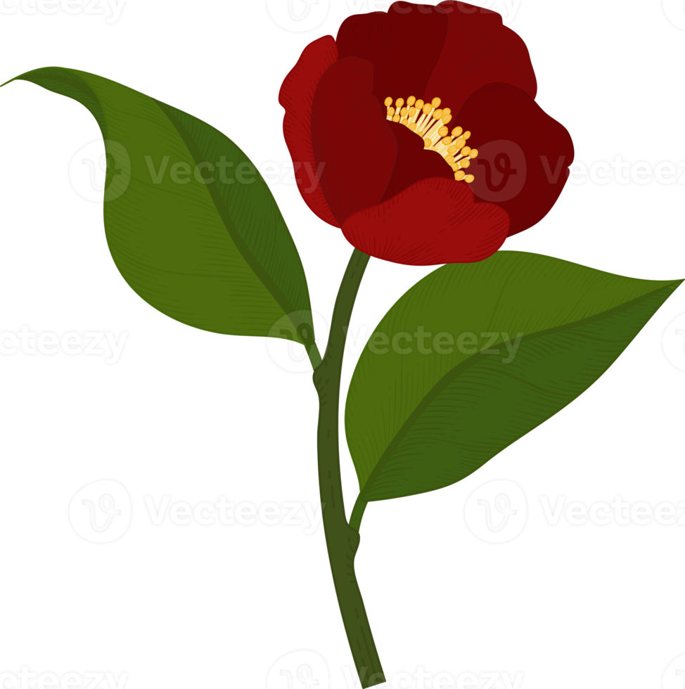 Red camellia flower hand drawn illustration. png