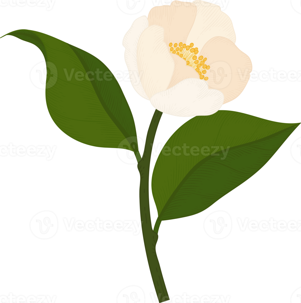 White camellia flower hand drawn illustration. png