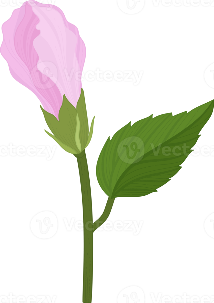 rosa hibiskus blomma handritad illustration. png