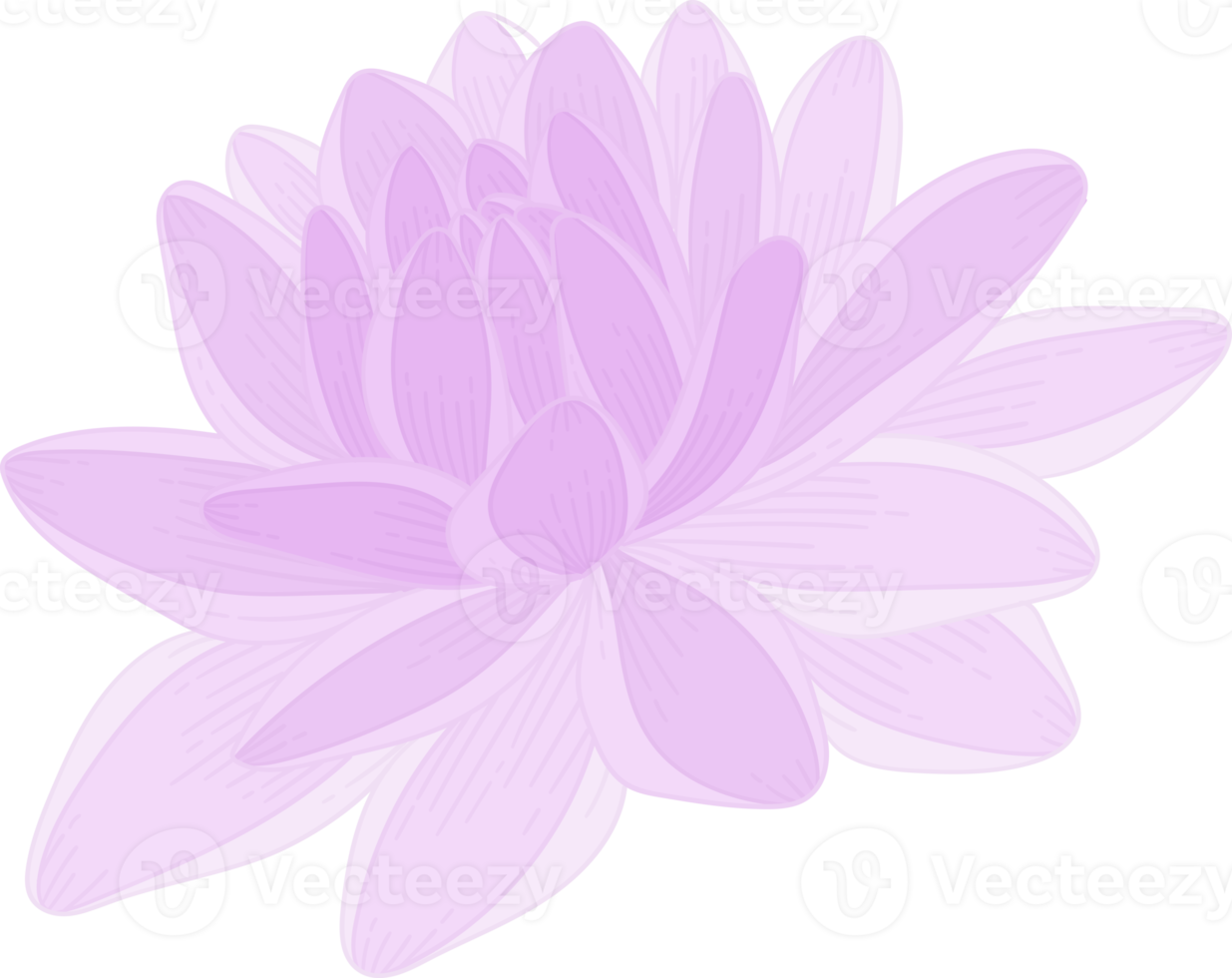 illustration dessinée à la main de fleur de dahlia violet. png