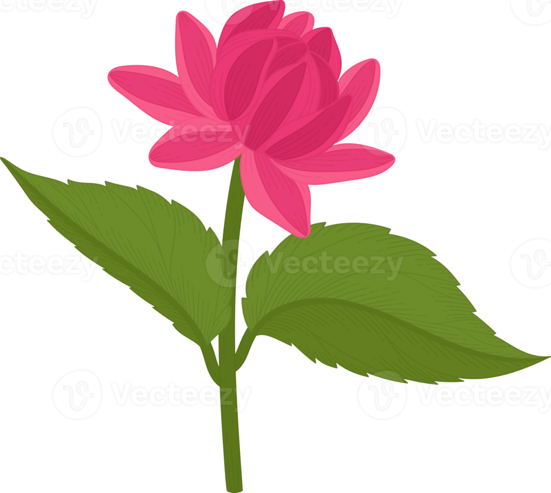 illustrazione disegnata a mano del fiore della dalia rosa. png