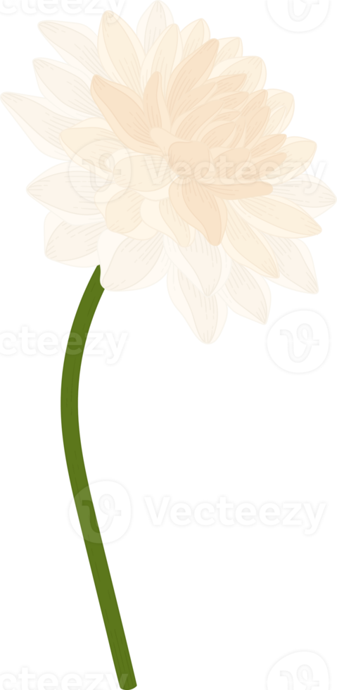 vit dahlia blomma handritad illustration. png