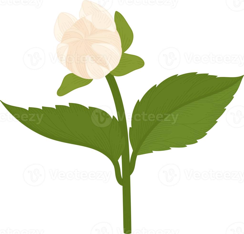 vit dahlia blomma handritad illustration. png