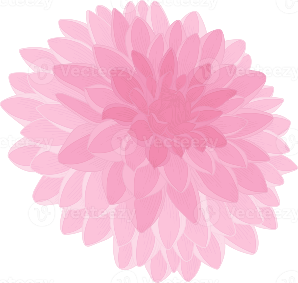 ilustração desenhada de mão rosa dália flor. png