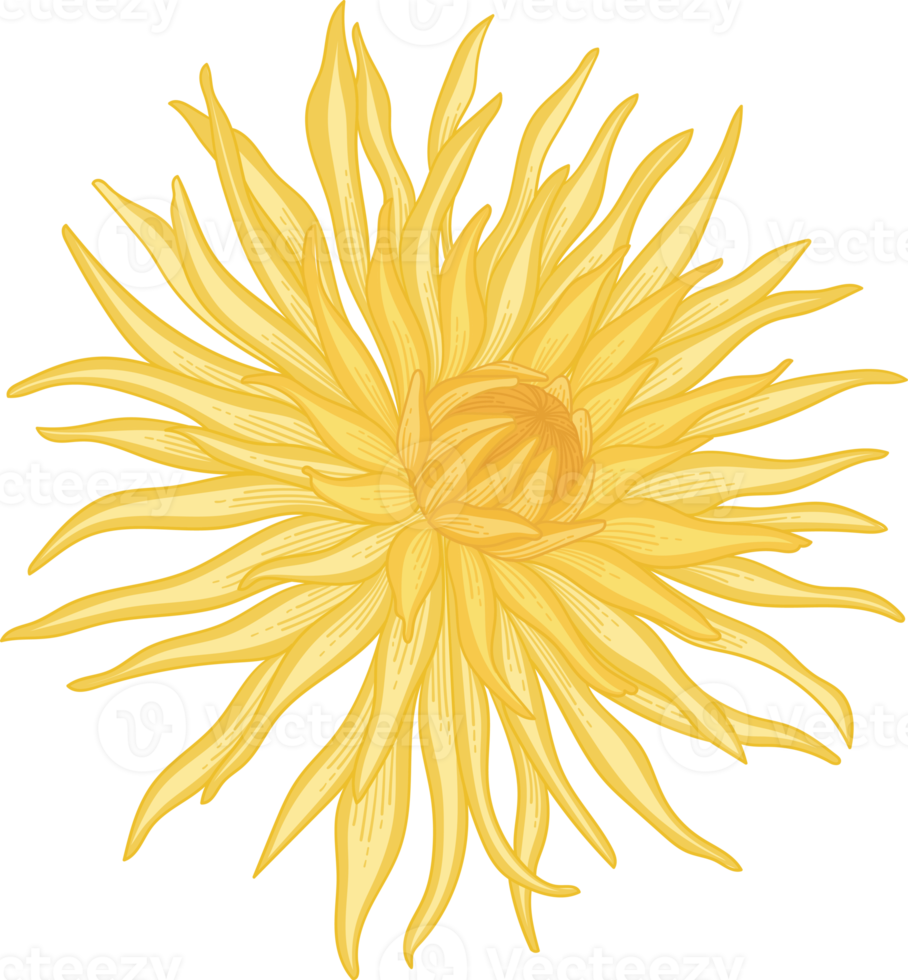 Yellow dahlia flower hand drawn illustration. png