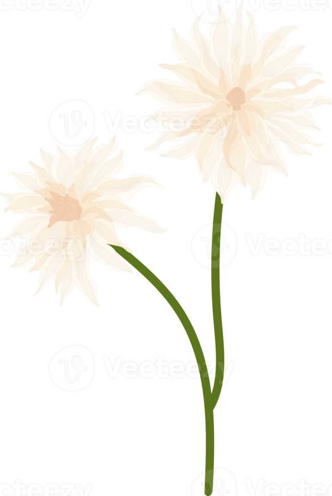 vit dahlia blomma handritad illustration. png