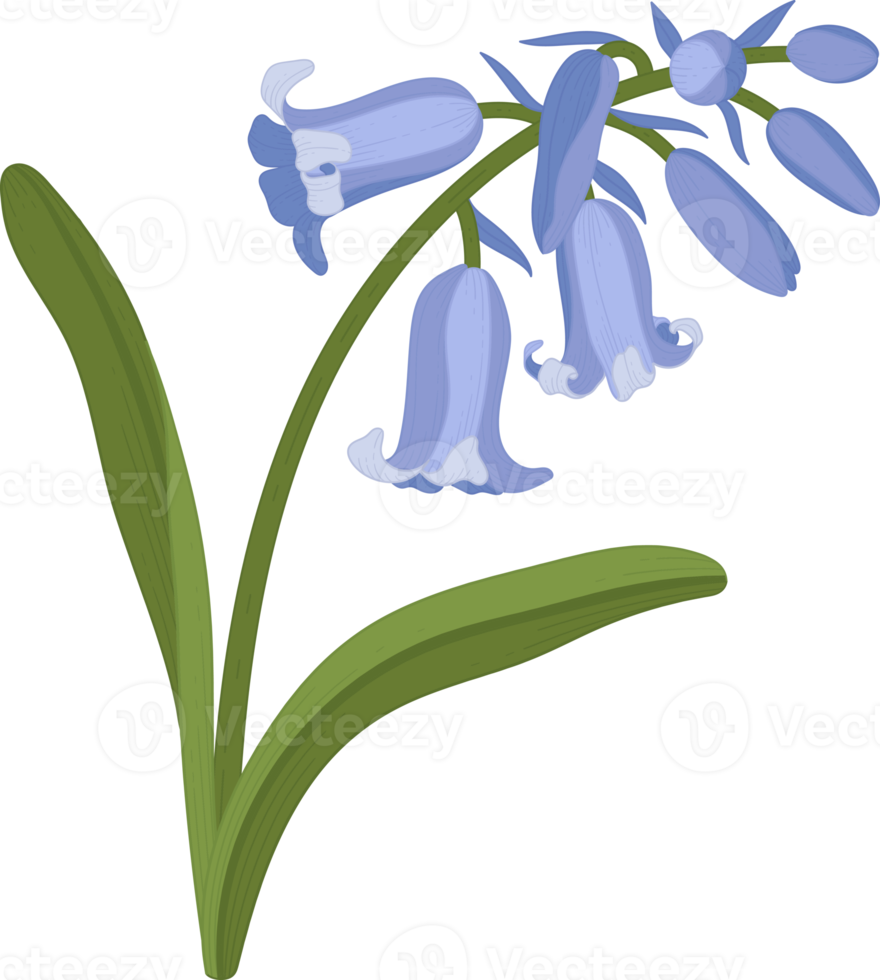 Bluebell flower hand drawn illustration. png