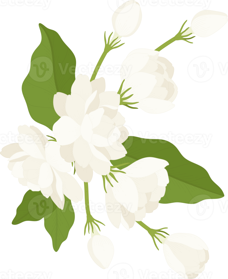 Bouquet of jasmine flower illustration. png